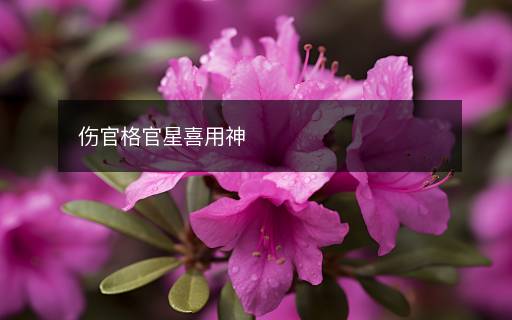 伤官格官星喜用神 伤官格官星喜用神