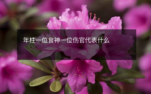 年柱一位食神一位伤官代表什么