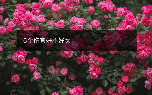 5个伤官好不好女