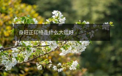 身旺正印格走什么大运好