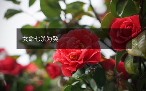 女命七杀为癸