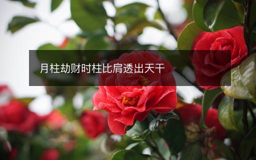 月柱劫财时柱比肩透出天干