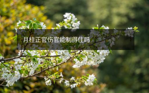 月柱正官伤官能制得住吗 月柱正官伤官能制得住吗