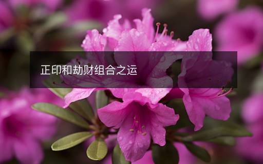 正印和劫财组合之运