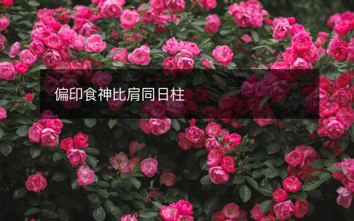 偏印食神比肩同日柱