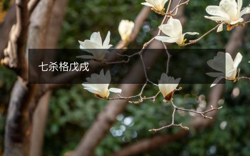 七杀格戊戌