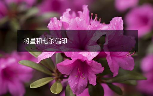 将星和七杀偏印