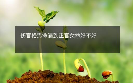 伤官格男命遇到正官女命好不好