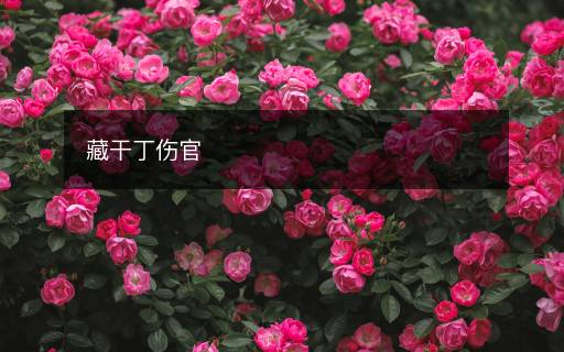 藏干丁伤官