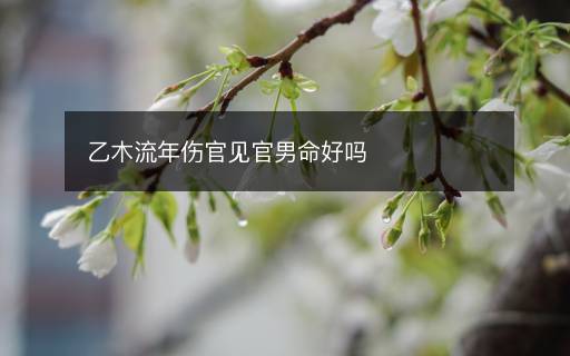 乙木流年伤官见官男命好吗