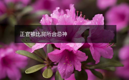 正官被比肩所合忌神