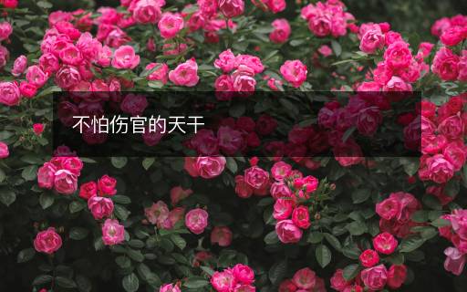 不怕伤官的天干 不怕伤官的天干