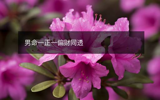 男命一正一偏财同透