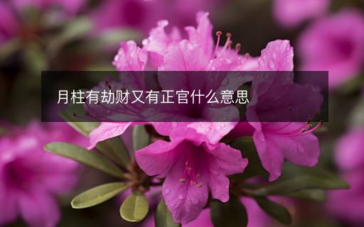 月柱有劫财又有正官什么意思