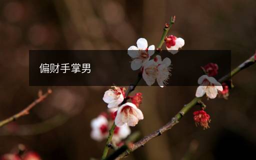 偏财手掌男