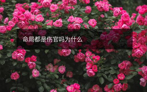 命局都是伤官吗为什么