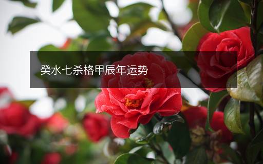 癸水七杀格甲辰年运势