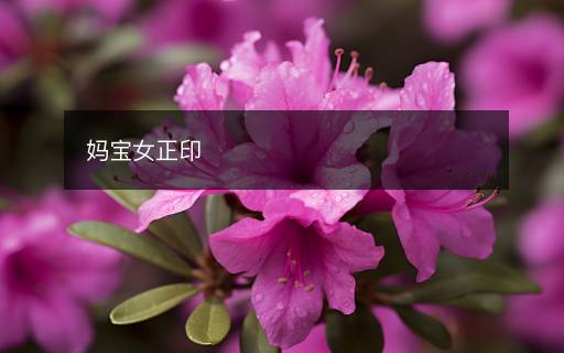 妈宝女正印