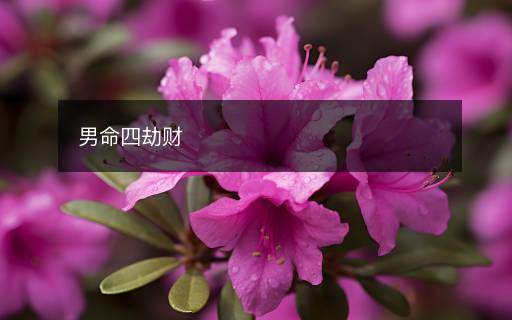 男命四劫财