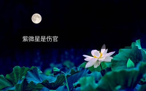 紫微星是伤官