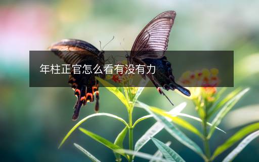 年柱正官怎么看有没有力