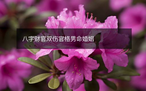 八字财官双伤官格男命婚姻