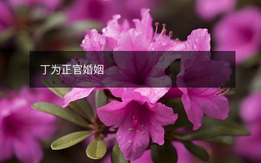 丁为正官婚姻