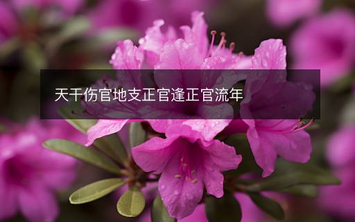 天干伤官地支正官逢正官流年