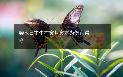 癸水日主生在寅月寅木为伤官得令