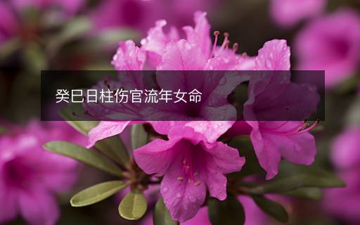 癸巳日柱伤官流年女命