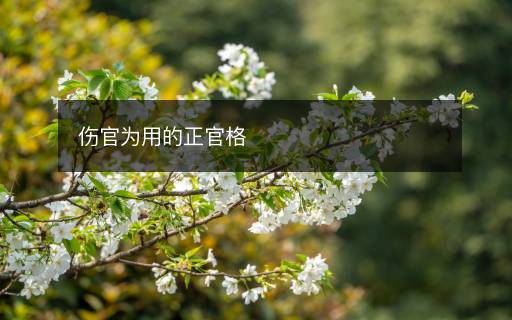 伤官为用的正官格