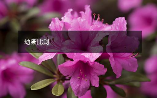 劫枭比财 劫枭比财
